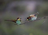 European Bee-eaters on a branch Spanish Steppes Spain