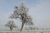 High-stem orchards frosted Vosges du Nord NRP qFrance