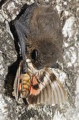 Kuhl's Pipistrelle eating a moth France