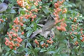 Blackcap eating fruits of Cotoneaster France