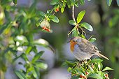 European Robin in a Cotoneaster fruits France