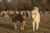 Pyrenean Mountain Dog and Mongrel Sheep 'Mérinos d'Arles' ; Pyrenean Mountain Dog dominant and dominated mongrel