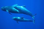 An adult and two young Short-finned Pilot Whale Canary