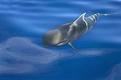 A Short-finned Pilot Whale surfacing in a silky sea Canary