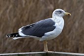 Baltic Gull  WWT Slimbridge Reserve UK