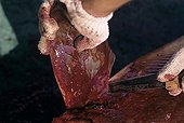 Fisherman cuts pectoral fin off Blacktip Shark Cocos Island ; 320 miles off Costa Rica