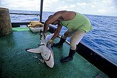 Long-line fisherman cutting fins from Blacktip Shark