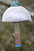 Blue tit on feeder with anti-squirrel UK