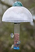 Blue tits on feeder with anti-squirrel UK