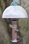 Tits on feeder with anti-squirrel UK
