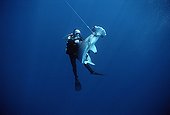 Diver watches hooked Scalloped Hammerhead Shark ; It trying to swim free