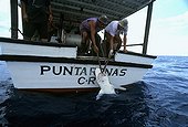 Hauling in Blacktip Shark caught on long line Cocos Island