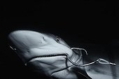 Juvenile Blacktip Shark hooked on long line Cocos Island
