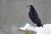 Rook in the snow in winter Brognard France