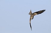 Egyptian Kite dive on prey France