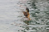 Egyptian Kite catching a fish on the surface of a lake