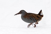 Water rail looking for food in the snow in winter GB
