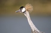 Portrait of Black-crowned Crane
