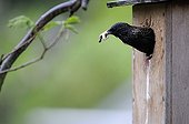 Common Starling exiting a nest box with bag stool 