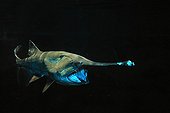 American paddlefish on balck background