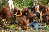 Wildlife moviemaker filming Orangutans Borneo island ; Alain Compost make the film "Orangutan Island"