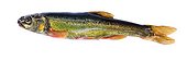 Eurasian Minnow on white background