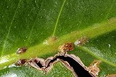 Mealybug on leaf Anthurium in Apartments France