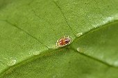 Mealybug on leaf Anthurium in Apartments France