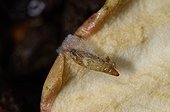 Almond or Raisins Moth larvae on almond in a kitchen France ; Tropical Lepidoptera infesting dried fruit in a bag kept in a kitchen cupboard in a flat