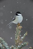 Black-capped chickadee under the snow New York state USA
