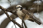 White-browed Sparrow-weaver in the Samburu NR Kenya