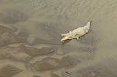 American crocodile in Costa Rica