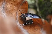 Dung Beetle advancing on the ground with autumn leaves 