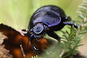 Dung Beetle advancing on the ground with autumn leaves