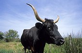 Camargue cattle France