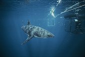 Diver filming Great White Shark from protective cage
