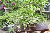 Mayweed bouquet in a basquet on a garden table