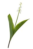 Lily-of-the-valley in studio