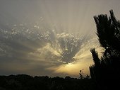Crepuscular rays and silhouette Pine tree France  ; Clouds masking the Sun cast shadows that materialize for the benefit of a haze of altitude.
