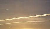 Crepuscular rays of a vapor trail and Bird at dawn France