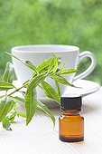 Vervain essential oil and leaves