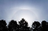 Upper tangent arc and 22 ° halo above the trees 