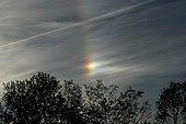 Sundog very bright above the trees France  ; This sundog is so dazzling that the colors are barely perceptible. We must underexpose the photo to greatly bring out the colors. 
