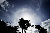 Circumscribed halo above the silhouette of a tree ; A halo of 22 ° radius is surrounded by a halo who is confined mainly at the upper tangent arc (the top of the halo of 22 °).
