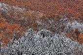 Première neige sur Conifères et Erables roux Vermont USA