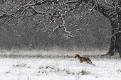 Red fox standing in a snow storm in winter GB