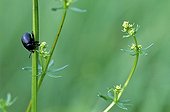 Imago of Blood-nosed Beetle on a rod of Cleaver France ; Host plant: Cleaver