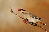 Waxwing eating a rosehip in winter GB