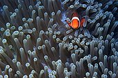 False clown anemone fish Dauin Negros Philippines