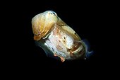 Broadband cuttlefish Gato Island Cebu Philippines